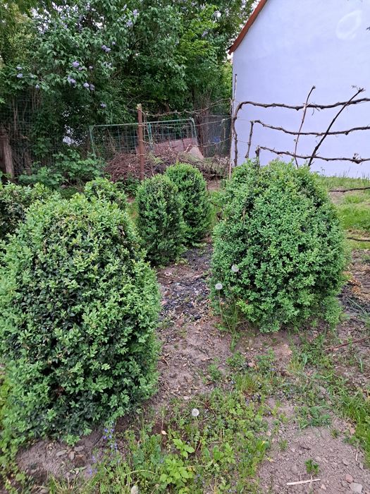 Buxus,merisori, aclimatizati