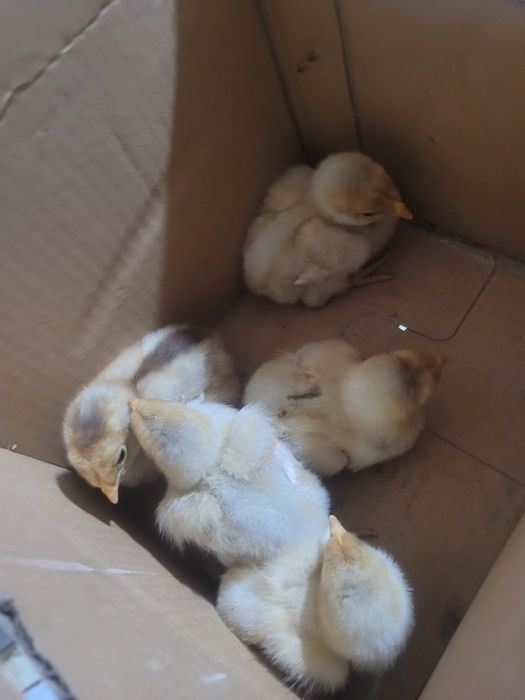 Wyandotte tuxumlari sotiladi