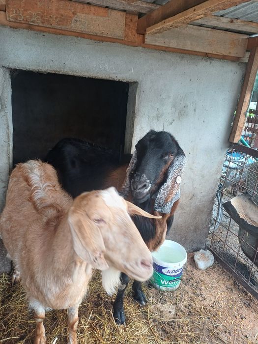 Vând țap și țapi mai mici