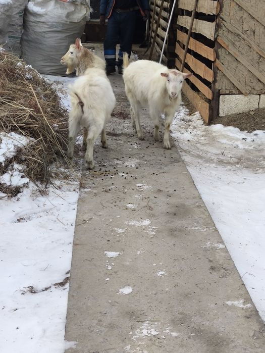 Заанен теке сатамыз