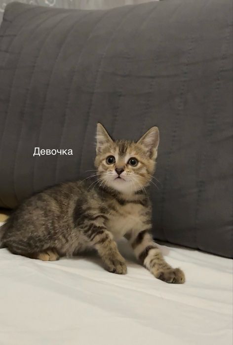 Котята ищут родителей, Алматы