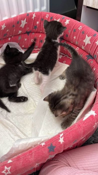 Pisicuta femela spre adoptie