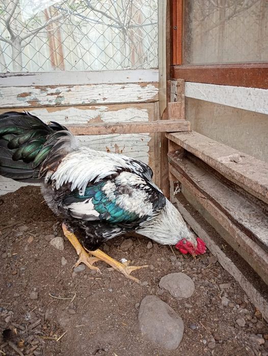 Әтеш,  қораз. Петухи