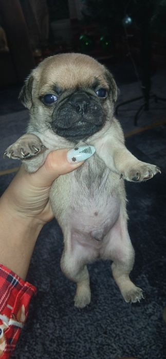 Продаются щенки мопса