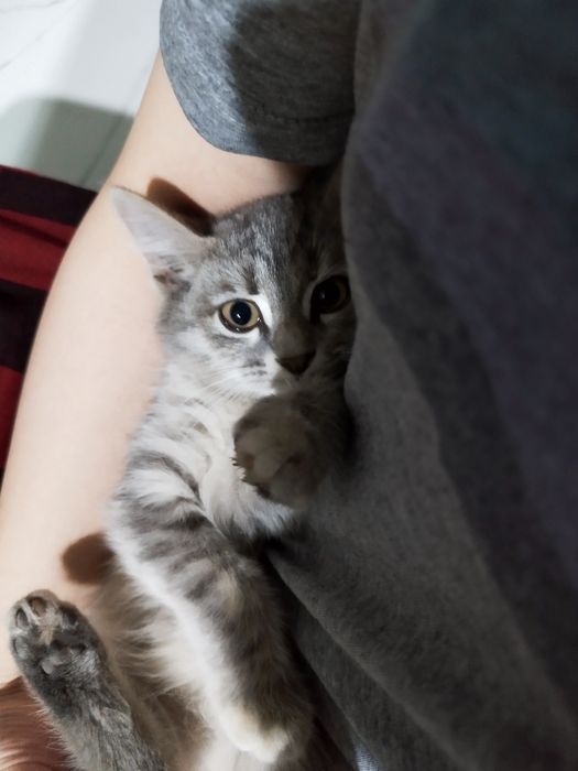 котята ищут дом!!