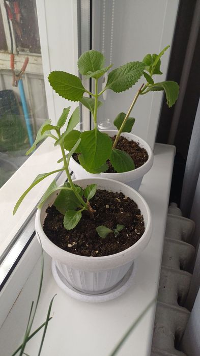 Продам цветы Мята декор