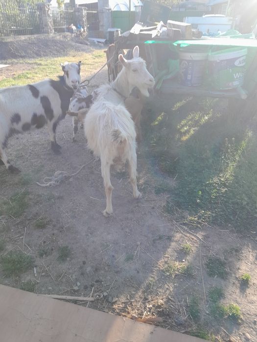 Vând 3 capre si doua iedute