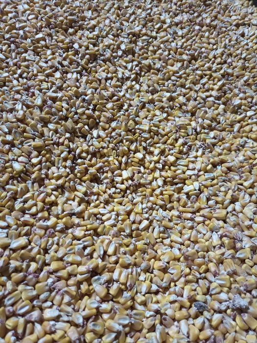 Porumb boabe de vânzare