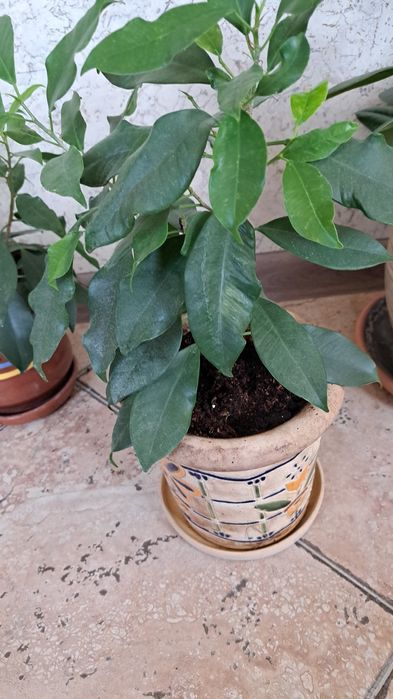 Фикусы, Фикусы Бенджамина