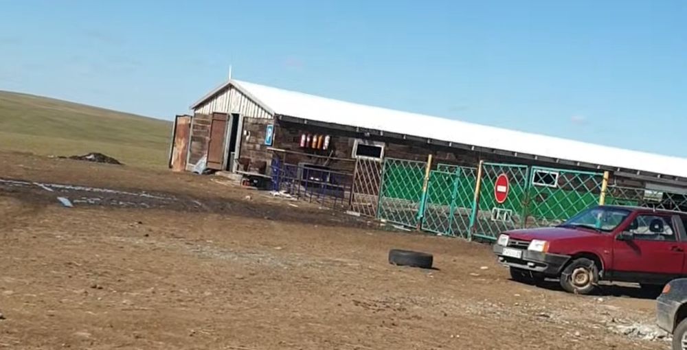 Пасу-выпас Кои баран Овец  багам.