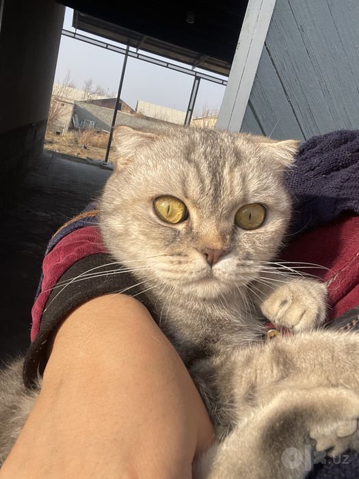 Скотш фолд шатланский мушук сотилади