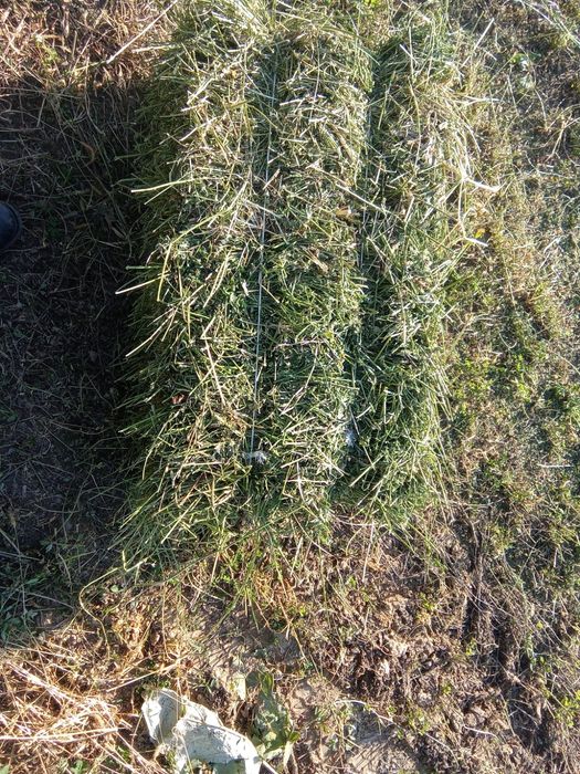 Жоңышқа сатылады