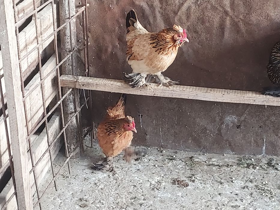 Găinile și cocoșei de vânzare