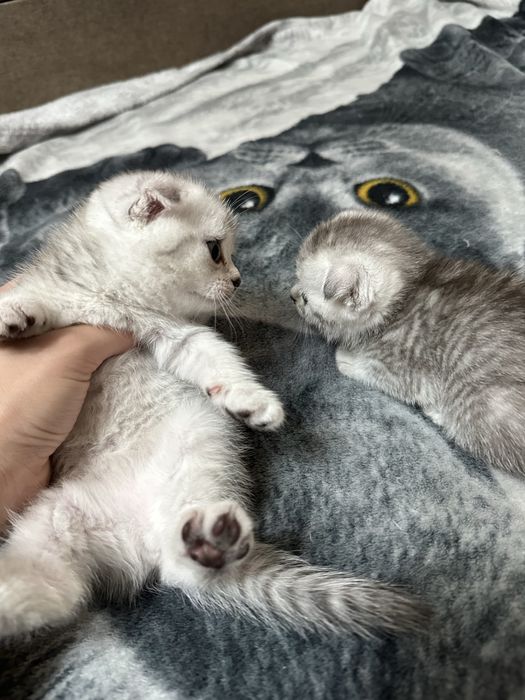 Продам шотландских котят