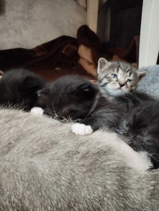 котята  в добрые руки