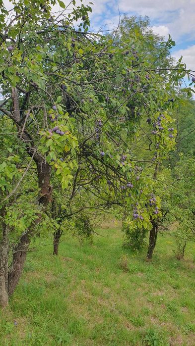 Vând teren intravilan Aluniș Prahova