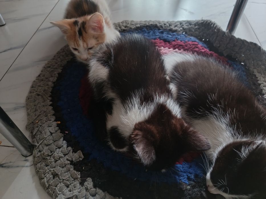 Отдам котят крысоловаф