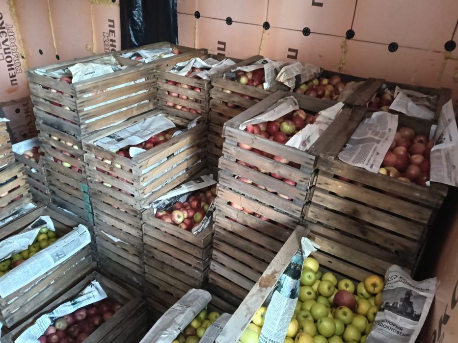 Яблоки айдарет оптом