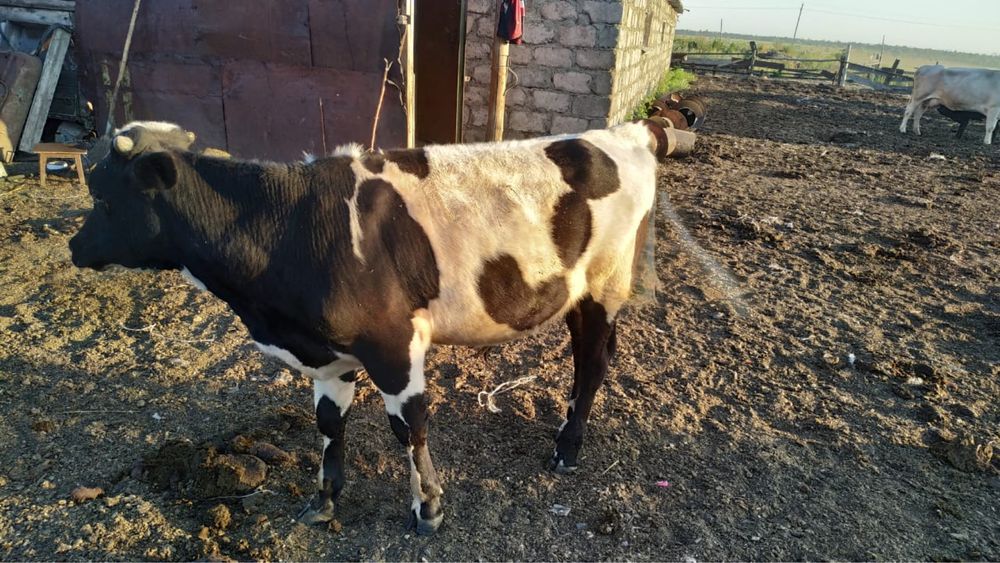 Продам бычка продается бычек