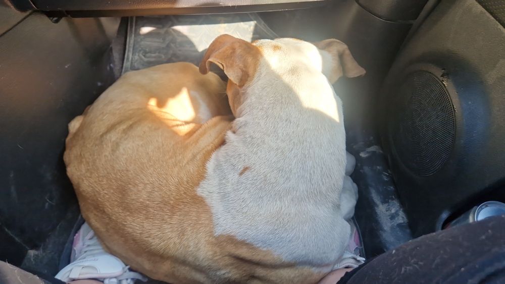 Найдена собака пит