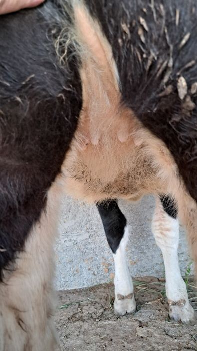 Sogish bilan shugullanadigan gunajinlar