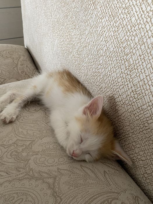 Продается котёнок 1,5 месяца