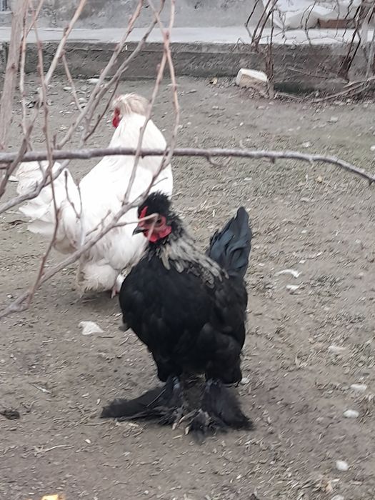 Yaponca horozlar