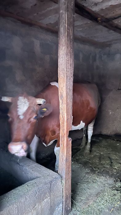 Корова зовут Малина