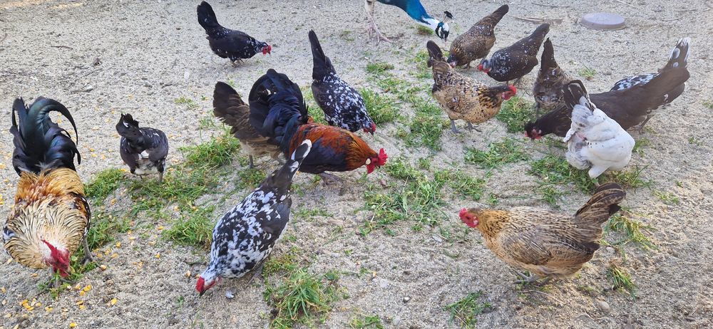 Gainuse pitice tineret 2025