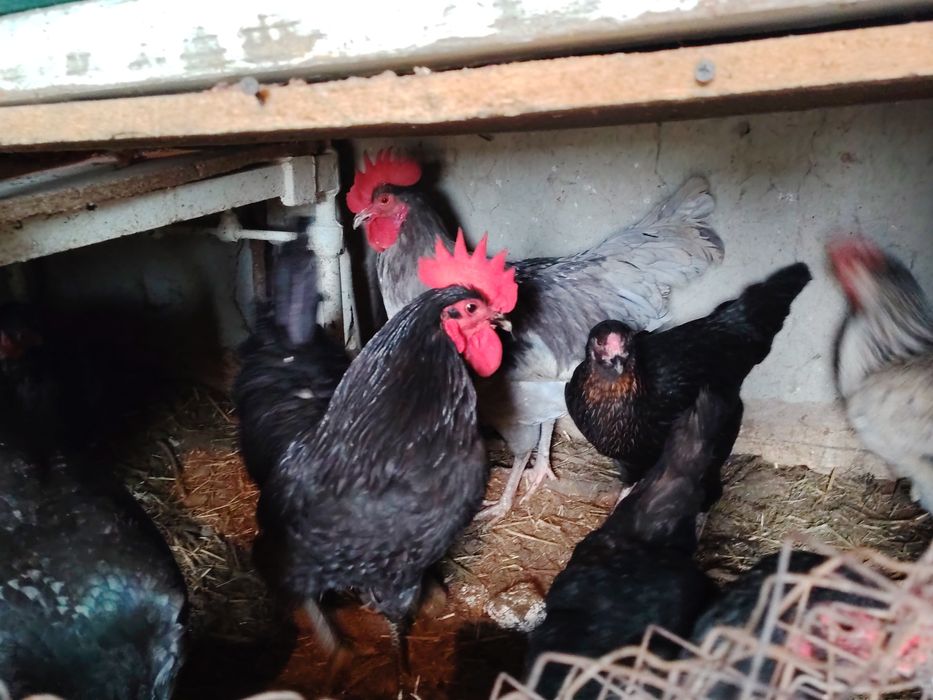 Joydori tovuqlar tezda sotiladi