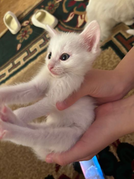 Срочно отдам котёнка в добрые руки