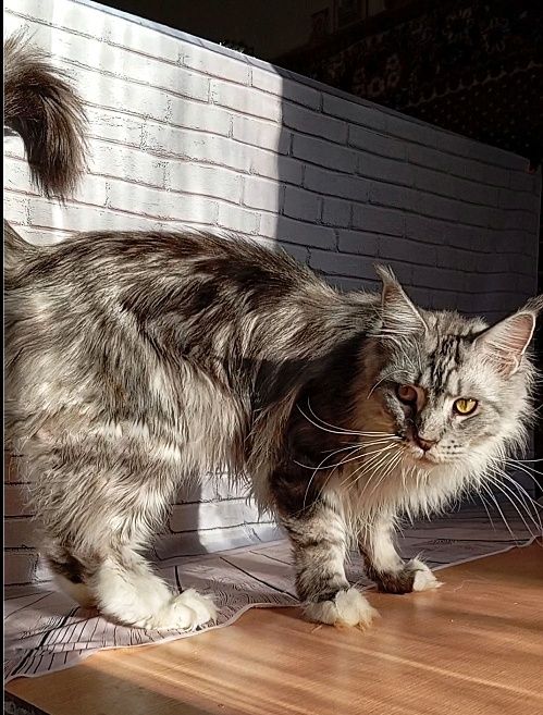 Подрощеные котята Мейн Кун. Питомник  "Fluffy Tale"