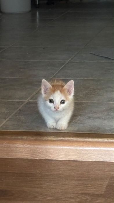 Отдам котенка в добрые руки