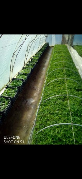 Разсад домати,краставички,тиквички,пипер,дини,пъпеши и др