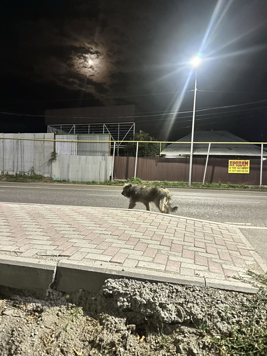 Чья то собачка бродит