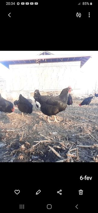 Кора шахзода тувук жужалари  сотилади