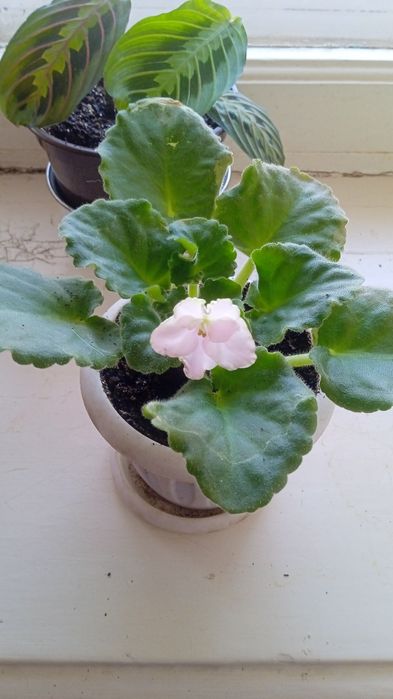 Продам комнатные растения