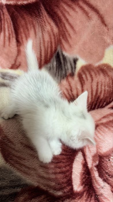 Вислоухие котята