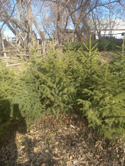 Продам сибирский ел