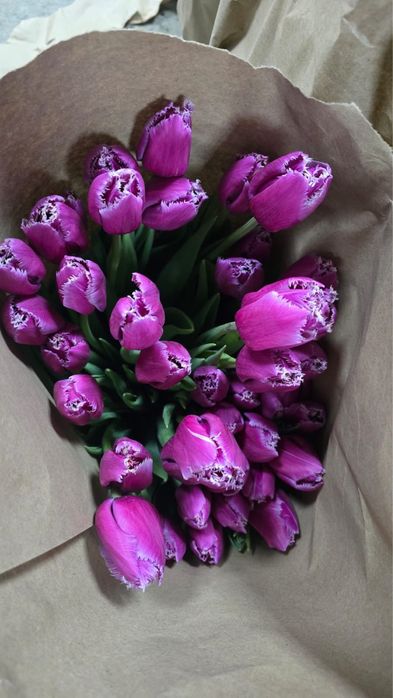 Тюльпан сорт гигант