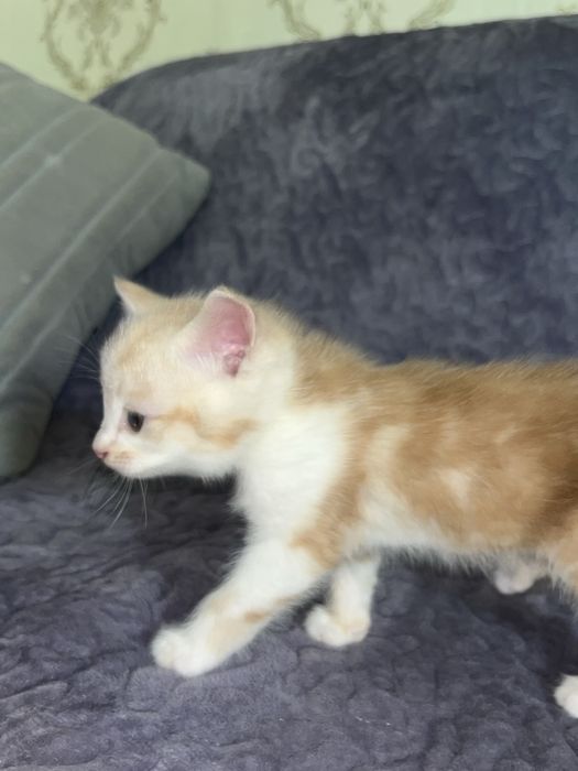 Skotish fold damashni