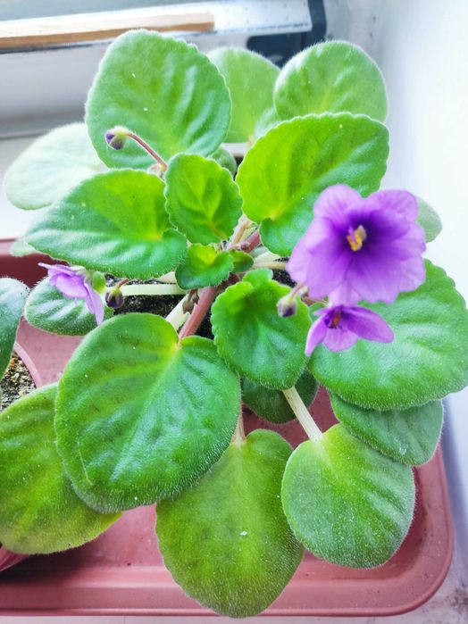 Продам цветок фиалку