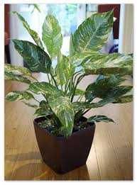 Домашние цветы продам