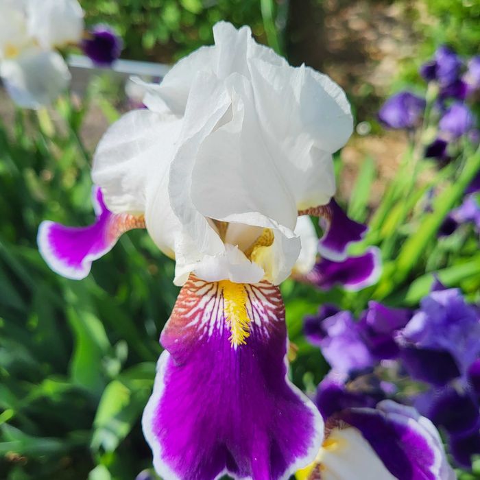 Продам луковицы ирисов