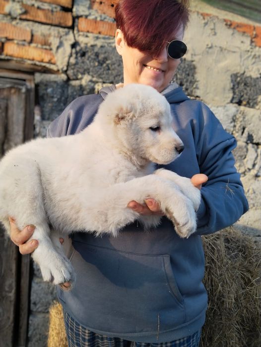 Щенки САО,Волкодав,Тобет белые девочки