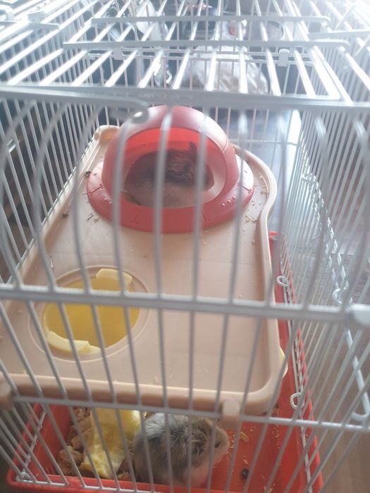 Продам хомяков вместе с клетчаткой кормом и наполнителем