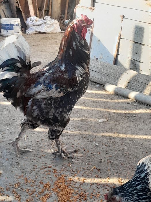 Продам Петухов крупных