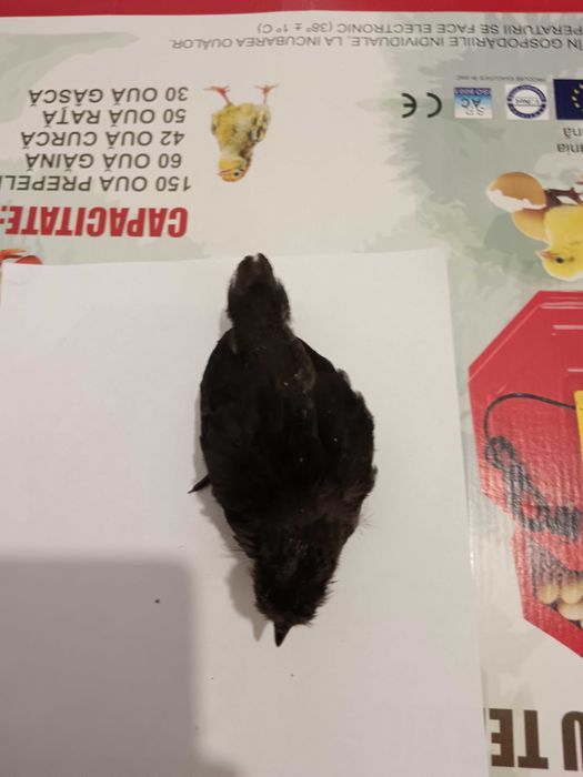 Декоративни пиленца