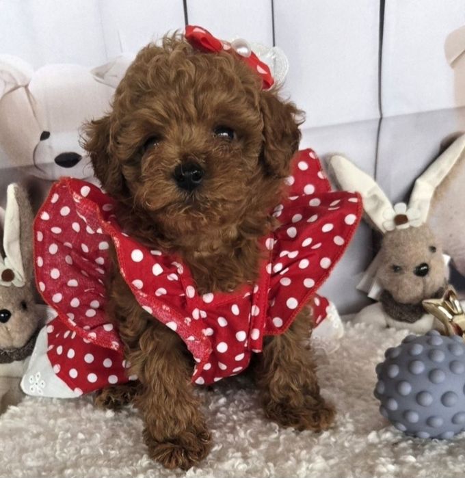 Пудел той /Poodle toy с генетични тестове на родителите с родословие