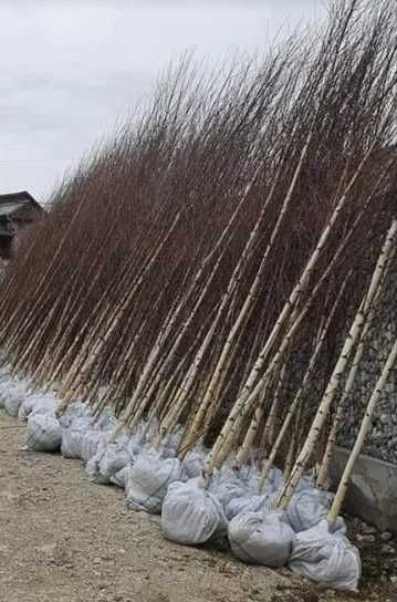 Plante de grădină: Stejar, Tei, Mesteacăn, Arțar, Salcie, Salcâm